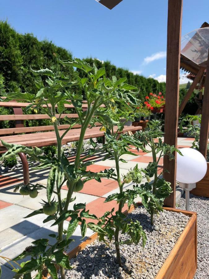 Casa Iuliana Otel Subcetate  Dış mekan fotoğraf